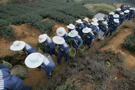 Затворници от затвора Йонгчуан извършват „превъзпитание чрез труд“ .